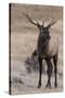 USA, Colorado, Estes Park, Rocky Mountain NP, Bull Elk or Wapiti-Frank Zurey-Stretched Canvas