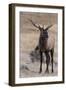 USA, Colorado, Estes Park, Rocky Mountain NP, Bull Elk or Wapiti-Frank Zurey-Framed Photographic Print