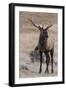 USA, Colorado, Estes Park, Rocky Mountain NP, Bull Elk or Wapiti-Frank Zurey-Framed Photographic Print