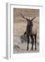 USA, Colorado, Estes Park, Rocky Mountain NP, Bull Elk or Wapiti-Frank Zurey-Framed Photographic Print