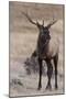 USA, Colorado, Estes Park, Rocky Mountain NP, Bull Elk or Wapiti-Frank Zurey-Mounted Photographic Print