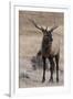 USA, Colorado, Estes Park, Rocky Mountain NP, Bull Elk or Wapiti-Frank Zurey-Framed Photographic Print