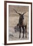USA, Colorado, Estes Park, Rocky Mountain NP, Bull Elk or Wapiti-Frank Zurey-Framed Photographic Print