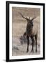 USA, Colorado, Estes Park, Rocky Mountain NP, Bull Elk or Wapiti-Frank Zurey-Framed Photographic Print