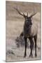 USA, Colorado, Estes Park, Rocky Mountain NP, Bull Elk or Wapiti-Frank Zurey-Mounted Photographic Print