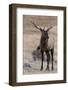 USA, Colorado, Estes Park, Rocky Mountain NP, Bull Elk or Wapiti-Frank Zurey-Framed Photographic Print