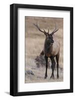 USA, Colorado, Estes Park, Rocky Mountain NP, Bull Elk or Wapiti-Frank Zurey-Framed Photographic Print