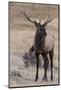 USA, Colorado, Estes Park, Rocky Mountain NP, Bull Elk or Wapiti-Frank Zurey-Mounted Photographic Print