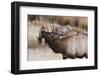 USA, Colorado, Estes Park, Rocky Mountain NP, Bull Elk or Wapiti-Frank Zurey-Framed Photographic Print