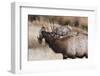 USA, Colorado, Estes Park, Rocky Mountain NP, Bull Elk or Wapiti-Frank Zurey-Framed Photographic Print