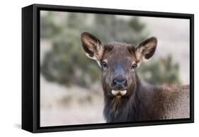 USA, Colorado, Estes Park, Rocky Mountain NP, Cow Elk or Wapiti-Frank Zurey-Framed Stretched Canvas