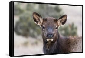 USA, Colorado, Estes Park, Rocky Mountain NP, Cow Elk or Wapiti-Frank Zurey-Framed Stretched Canvas