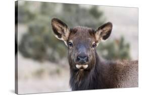 USA, Colorado, Estes Park, Rocky Mountain NP, Cow Elk or Wapiti-Frank Zurey-Stretched Canvas