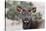 USA, Colorado, Estes Park, Rocky Mountain NP, Cow Elk or Wapiti-Frank Zurey-Stretched Canvas