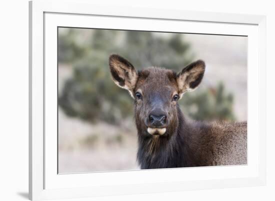 USA, Colorado, Estes Park, Rocky Mountain NP, Cow Elk or Wapiti-Frank Zurey-Framed Photographic Print