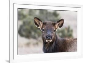 USA, Colorado, Estes Park, Rocky Mountain NP, Cow Elk or Wapiti-Frank Zurey-Framed Photographic Print