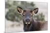 USA, Colorado, Estes Park, Rocky Mountain NP, Cow Elk or Wapiti-Frank Zurey-Mounted Photographic Print