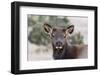 USA, Colorado, Estes Park, Rocky Mountain NP, Cow Elk or Wapiti-Frank Zurey-Framed Photographic Print