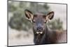 USA, Colorado, Estes Park, Rocky Mountain NP, Cow Elk or Wapiti-Frank Zurey-Mounted Photographic Print