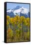 USA, Colorado. Fall Aspens and Mountain-Jaynes Gallery-Framed Stretched Canvas