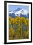 USA, Colorado. Fall Aspens and Mountain-Jaynes Gallery-Framed Premium Photographic Print