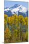 USA, Colorado. Fall Aspens and Mountain-Jaynes Gallery-Mounted Premium Photographic Print