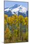 USA, Colorado. Fall Aspens and Mountain-Jaynes Gallery-Mounted Photographic Print