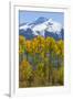 USA, Colorado. Fall Aspens and Mountain-Jaynes Gallery-Framed Photographic Print