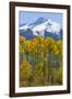 USA, Colorado. Fall Aspens and Mountain-Jaynes Gallery-Framed Photographic Print