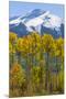 USA, Colorado. Fall Aspens and Mountain-Jaynes Gallery-Mounted Premium Photographic Print