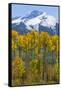 USA, Colorado. Fall Aspens and Mountain-Jaynes Gallery-Framed Stretched Canvas