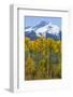 USA, Colorado. Fall Aspens and Mountain-Jaynes Gallery-Framed Photographic Print