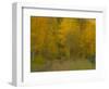 USA, Colorado, Fall colors.-George Theodore-Framed Photographic Print