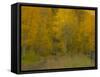 USA, Colorado, Fall colors.-George Theodore-Framed Stretched Canvas