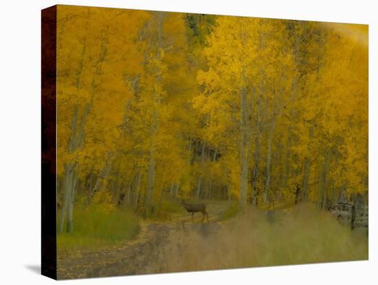 USA, Colorado, Fall colors.-George Theodore-Stretched Canvas