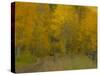 USA, Colorado, Fall colors.-George Theodore-Stretched Canvas
