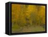 USA, Colorado, Fall colors.-George Theodore-Framed Stretched Canvas