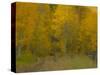 USA, Colorado, Fall colors.-George Theodore-Stretched Canvas