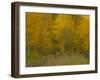 USA, Colorado, Fall colors.-George Theodore-Framed Photographic Print