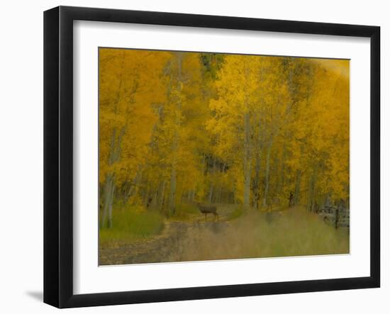 USA, Colorado, Fall colors.-George Theodore-Framed Photographic Print