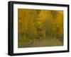 USA, Colorado, Fall colors.-George Theodore-Framed Photographic Print