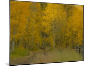 USA, Colorado, Fall colors.-George Theodore-Mounted Photographic Print