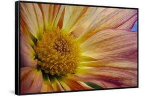 USA, Colorado, Fort Collins. Daisy flower close-up.-Jaynes Gallery-Framed Stretched Canvas