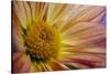 USA, Colorado, Fort Collins. Daisy flower close-up.-Jaynes Gallery-Stretched Canvas