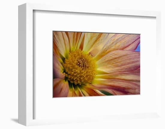 USA, Colorado, Fort Collins. Daisy flower close-up.-Jaynes Gallery-Framed Photographic Print