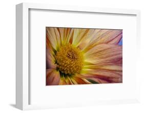 USA, Colorado, Fort Collins. Daisy flower close-up.-Jaynes Gallery-Framed Photographic Print