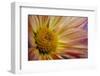 USA, Colorado, Fort Collins. Daisy flower close-up.-Jaynes Gallery-Framed Photographic Print