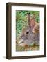 USA, Colorado, Fort Collins. Eastern cottontail rabbit close-up.-Jaynes Gallery-Framed Photographic Print