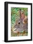 USA, Colorado, Fort Collins. Eastern cottontail rabbit close-up.-Jaynes Gallery-Framed Photographic Print