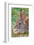 USA, Colorado, Fort Collins. Eastern cottontail rabbit close-up.-Jaynes Gallery-Framed Photographic Print